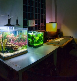 Comment déménager un aquarium ?